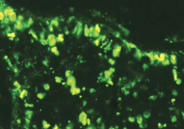 Article image for In vivo titration of white spot syndrome virus