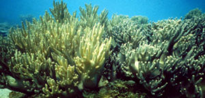 corals