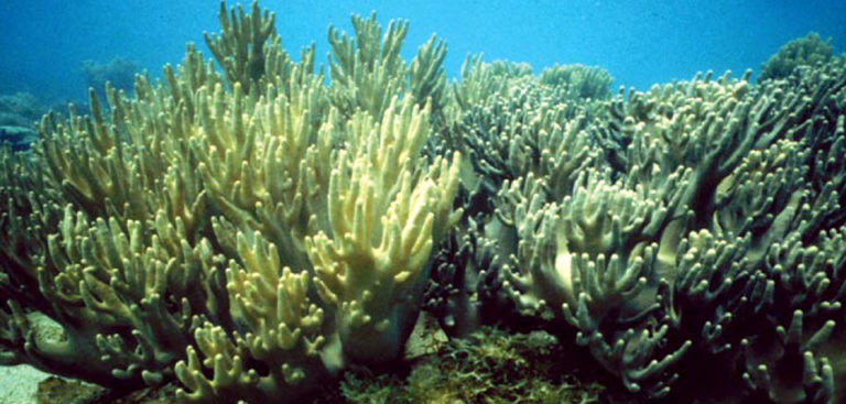 Article image for Hybrid soft corals could produce novel pharmaceuticals