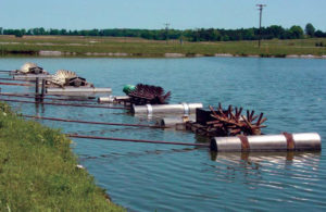 Limits of catfish production in ponds