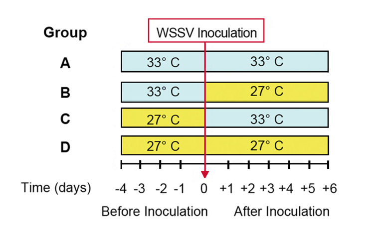 Article image for High water temperature affects WSSV management