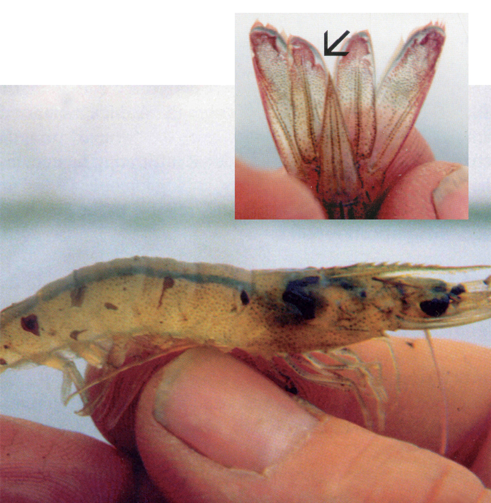 Article image for Dangers of viral pathogens in translocated shrimp, Part 2