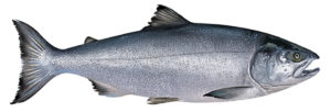 Flawed risk assessment of contaminants in salmon