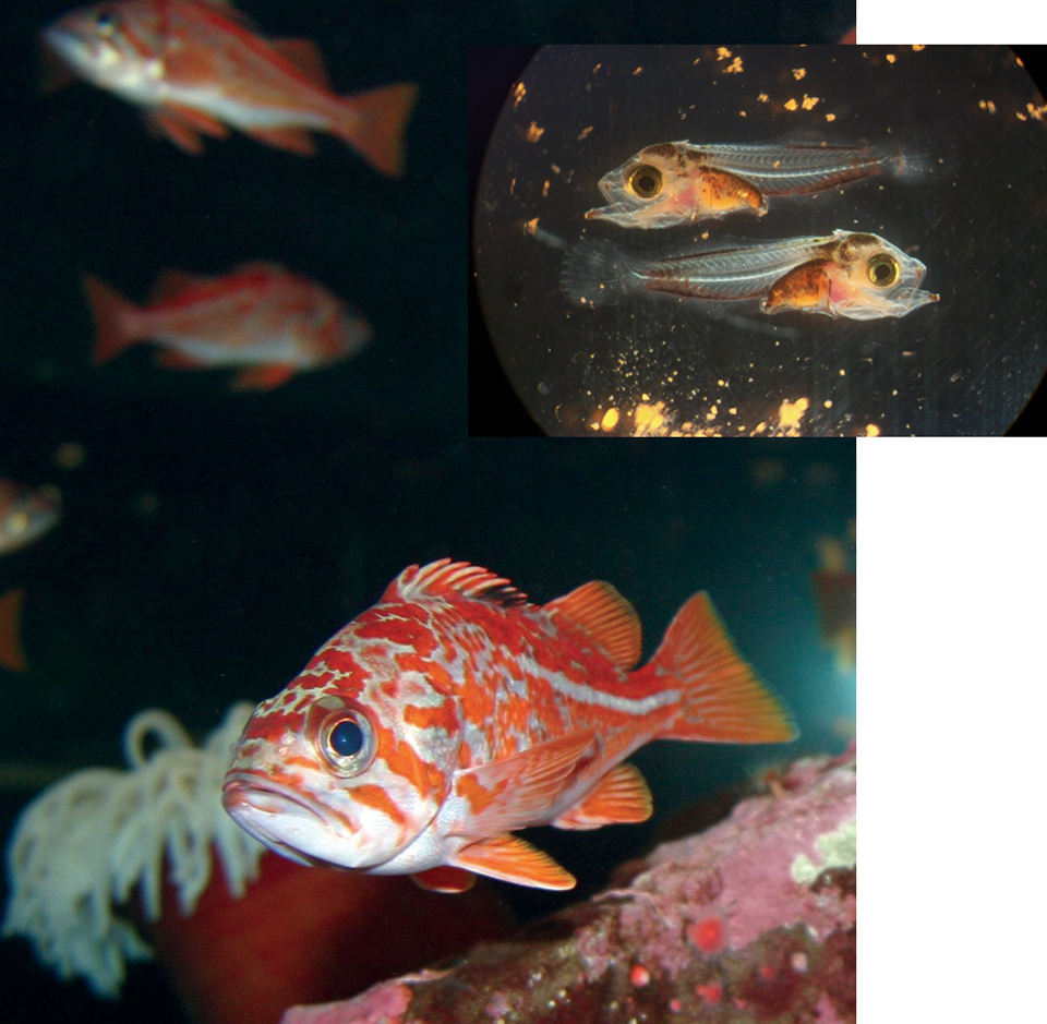 Rockfish a potential culture species in U.S. Northwest Responsible