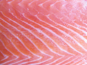 salmon