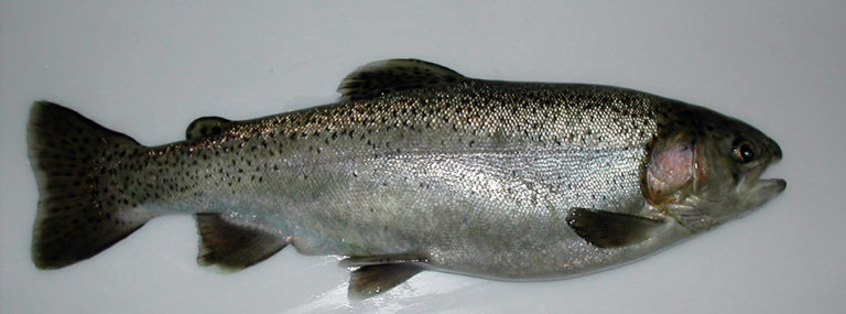 Article image for Development of tetraploid rainbow trout may yield improved triploid production