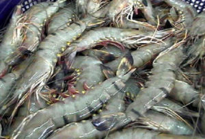 Shrimp farming in Bangladesh