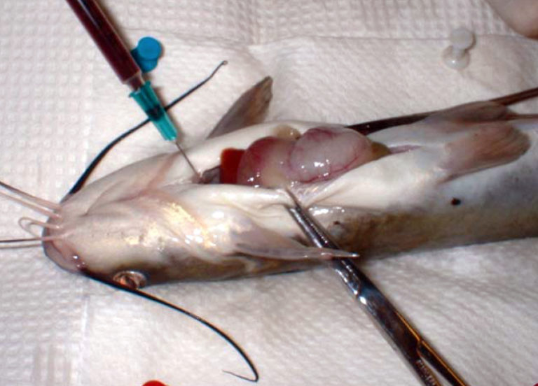 Article image for Source affects amino acid uptake in channel catfish diets