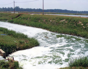 Effluent effects from aquaculture ponds