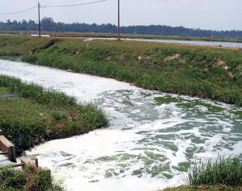 Article image for Effluent effects from aquaculture ponds