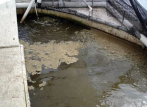 Varied microbes important to recirculating aquaculture systems