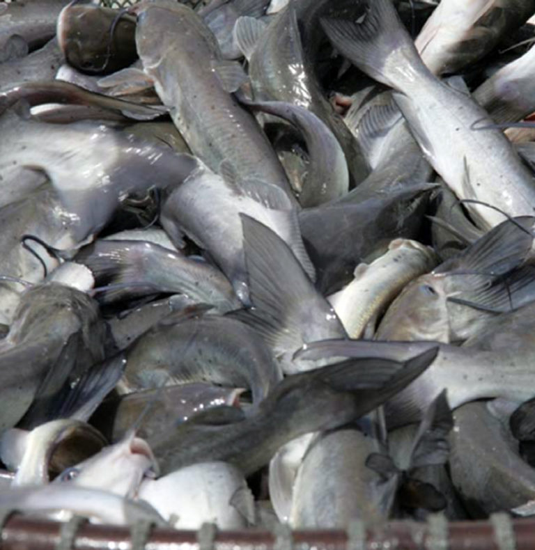 Article image for Trials find feeding frequency factor in catfish performance