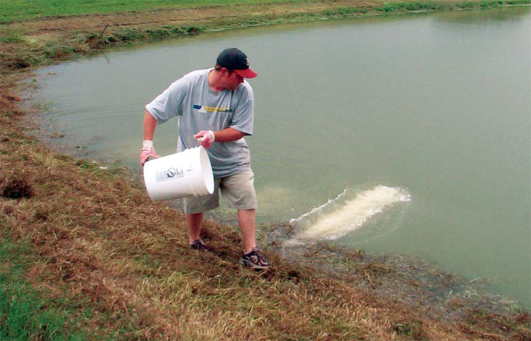 Article image for Managing natural productivity in channel catfish nursery ponds