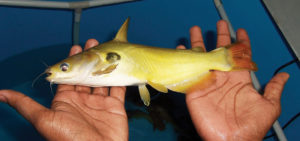 Yellow catfish a potential candidate for India