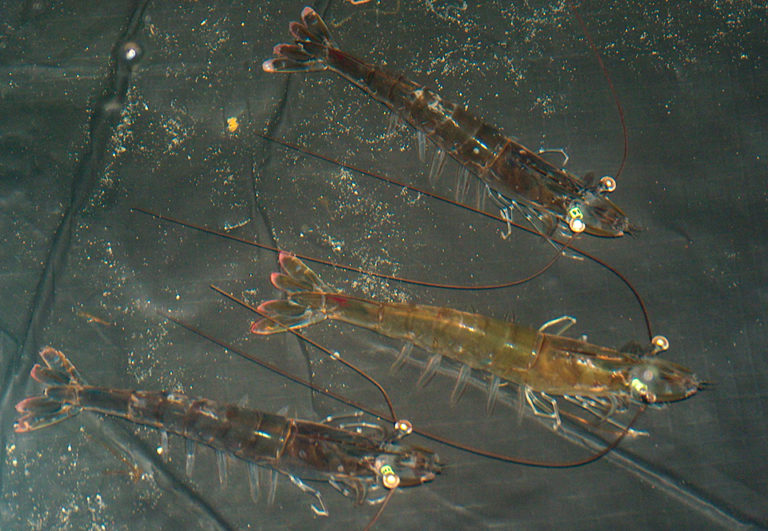 Article image for Model shrimp breeding