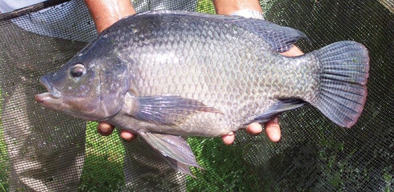 Article image for DNA markers help manage Nile tilapia stocks