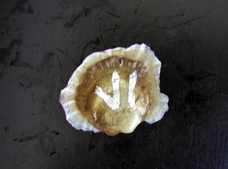 Formulated diets for bivalve spat replace algae in hatchery trials ...