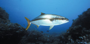Research on spawning, larval rearing of yellowtail jack continues at Hubbs-SeaWorld