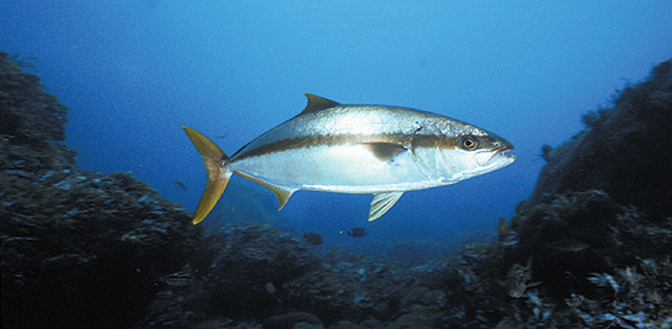 Article image for Research on spawning, larval rearing of yellowtail jack continues at Hubbs-SeaWorld