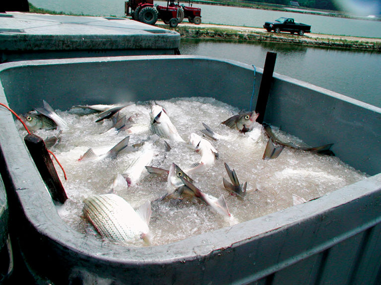 Article image for Measuring, maintaining freshness in aquaculture products