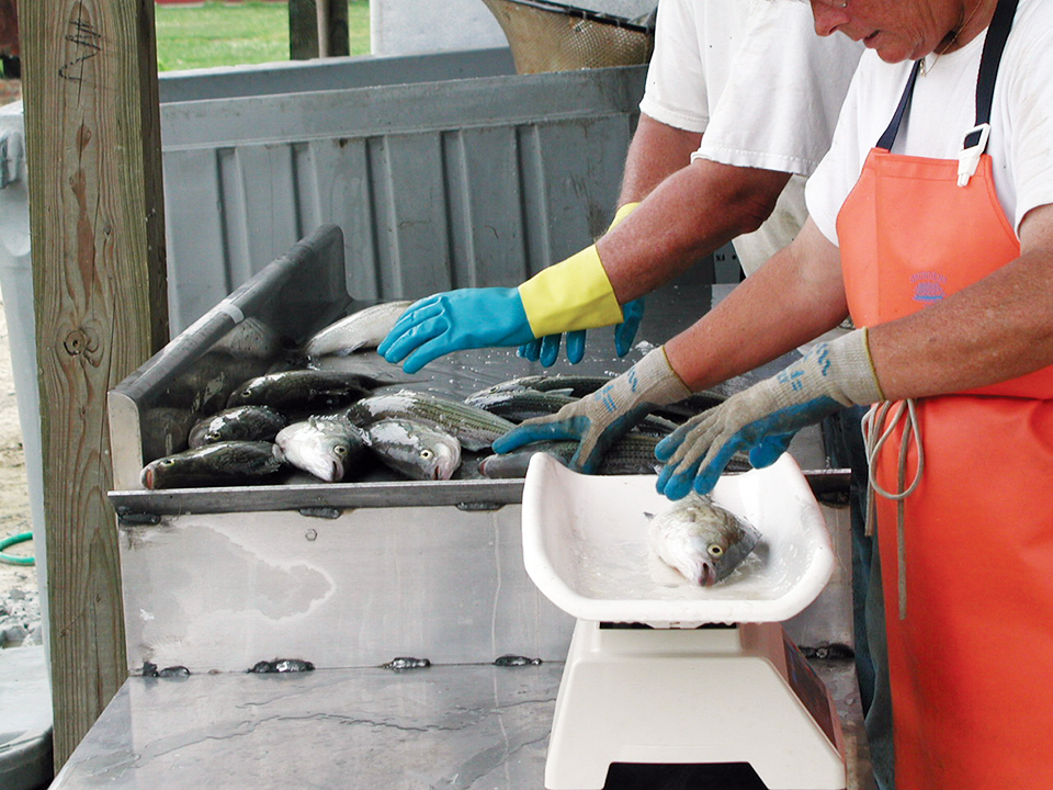 Measuring, maintaining freshness in aquaculture products Responsible