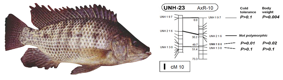 Article image for A look at aquaculture genomics