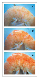 Enteromorpha tested as shrimp feed ingredient