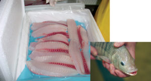 Proximate analysis of fatty acid composition in tilapia