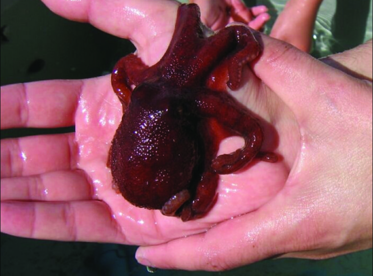 Article image for Octopus culture under study in Chile