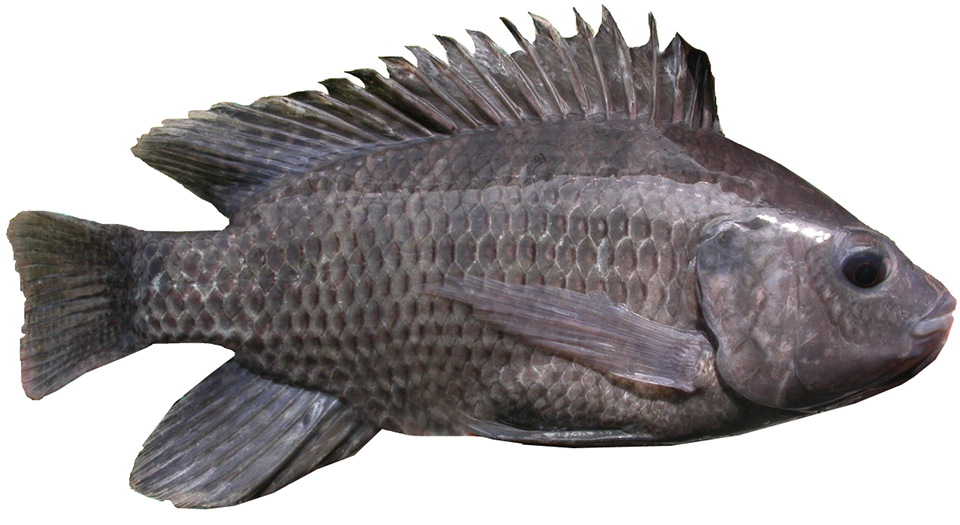 Article image for Vitamin E levels in tilapia diets affect fillet quality