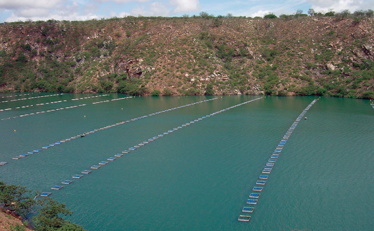 Article image for Chitralada tilapia perform well in small cages in Brazil