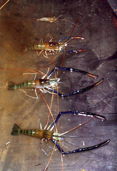 Article image for Trials test effects of hormone-supplemented feed on sex reversal of freshwater prawns
