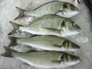 Quality project for sea bream sea bass