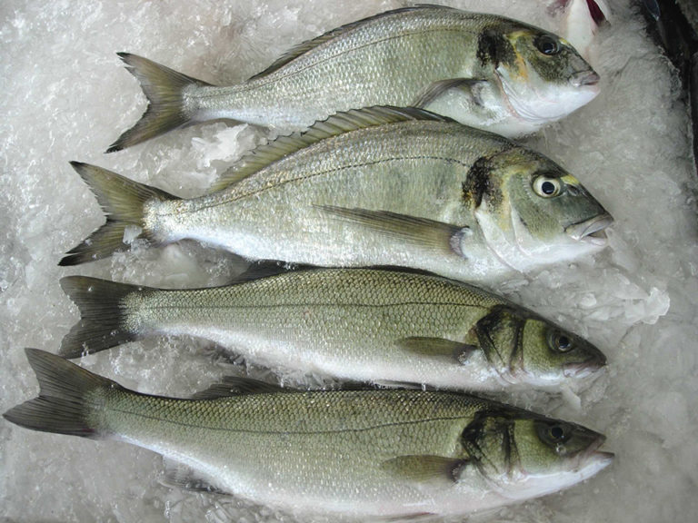 Article image for A quality project for sea bream, sea bass