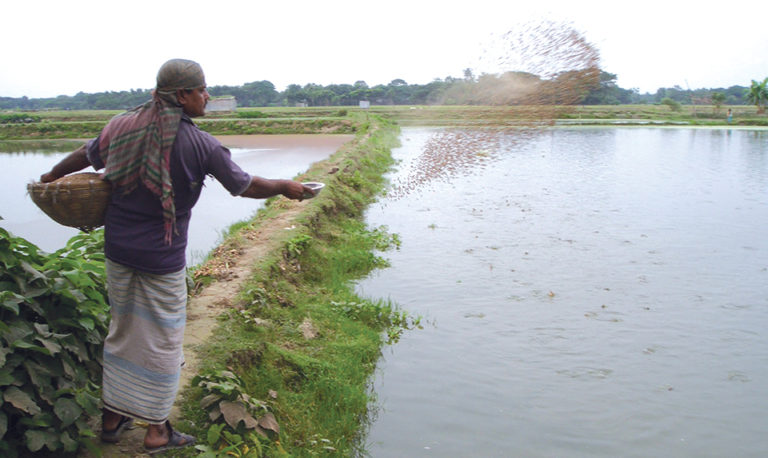 Article image for Continued evolution: Polyculture in Bangladesh