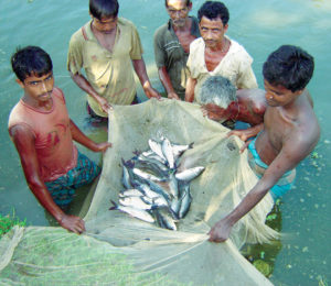 Joint culture of carps in Bangladesh