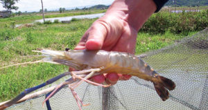 Freshwater prawn farming in Thailand