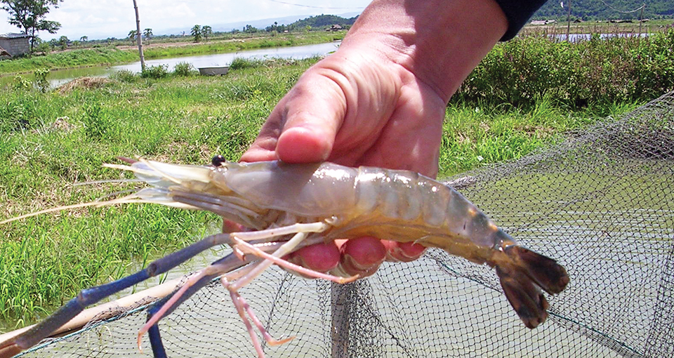 Article image for Freshwater prawn farming in Thailand