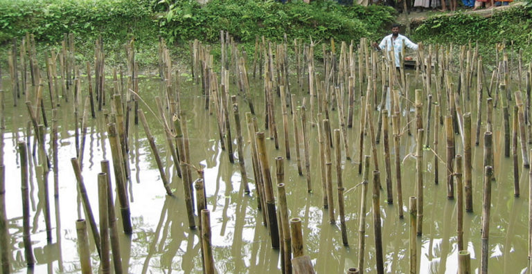 Article image for Periphyton-based tilapia-prawn polyculture