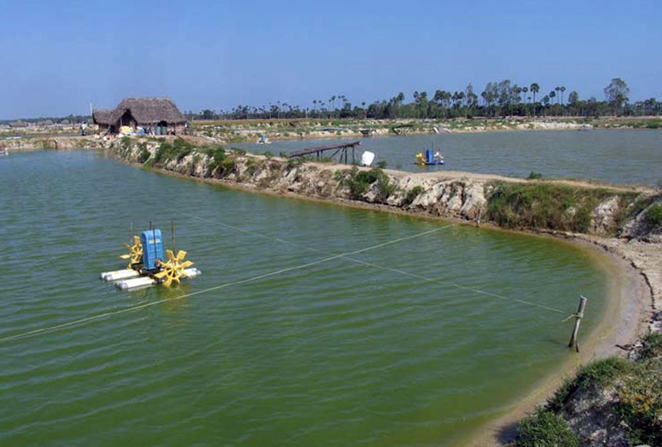 Article image for Indian farmers consider white shrimp