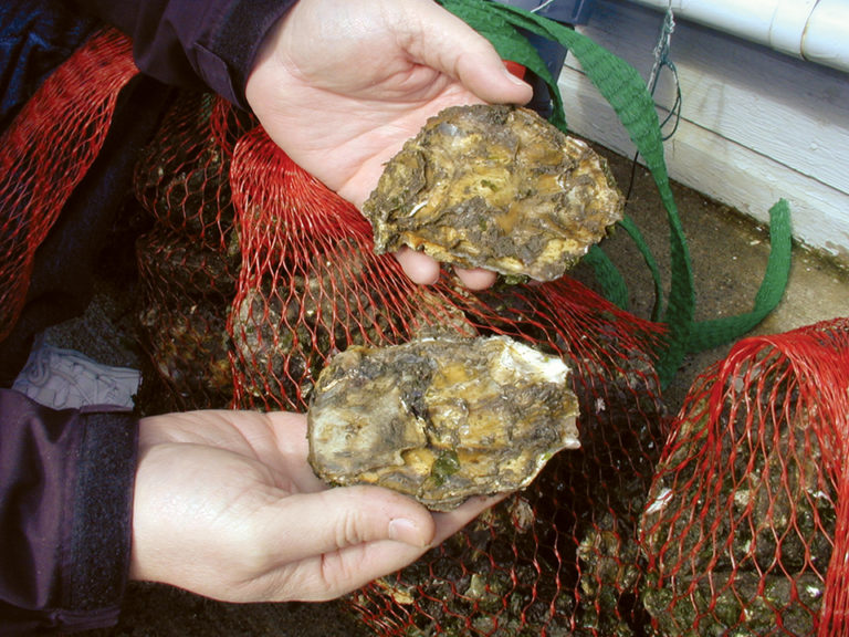 Article image for Rapid PCR test for shellfish diseases in development