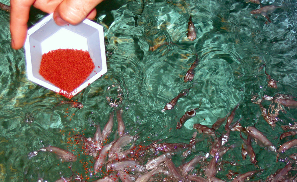 Article image for Antibiotics in aquaculture: Is responsible use possible?