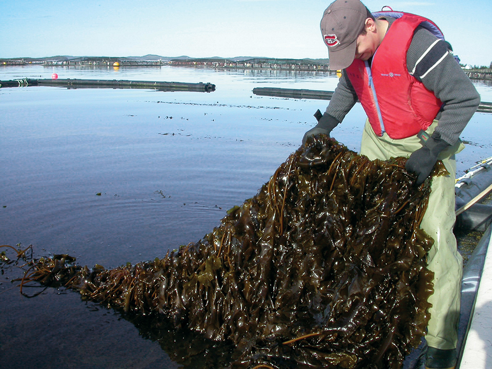 Enhanching sustainability with integrated multitrophic aquaculture ...