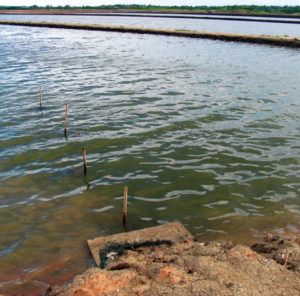Nitrification an important process in aquaculture