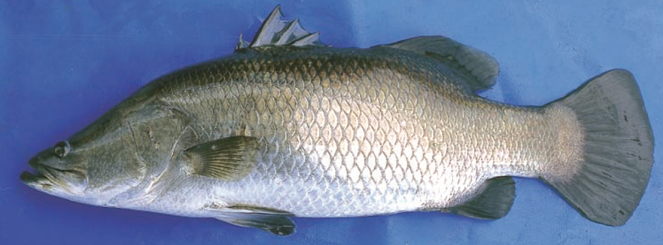 Article image for Barramundi culture in Australia