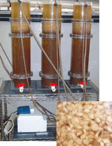 Self-regulating PHA technology offers denitrification for marine aquaculture systems