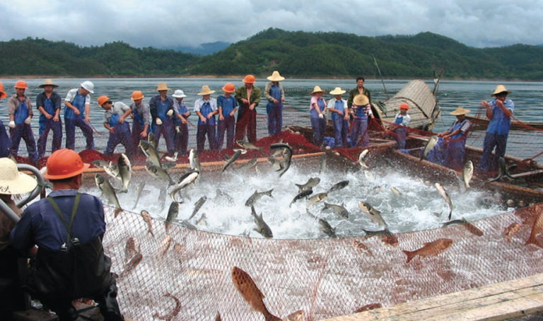 Article image for Freshwater fish culture in China