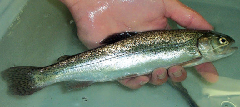 Article image for Beta-glucans in barley increase immune response, disease resistance in rainbow trout study