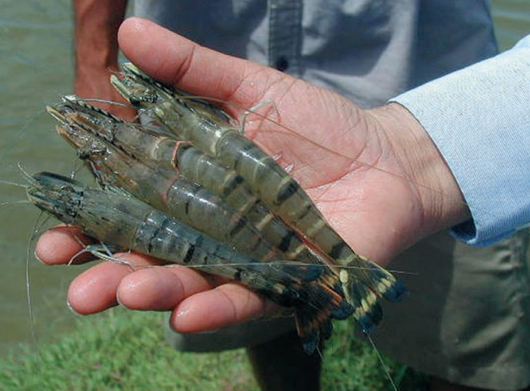 Article image for Viral testing spurs proactive measures for Fiji’s black tiger shrimp