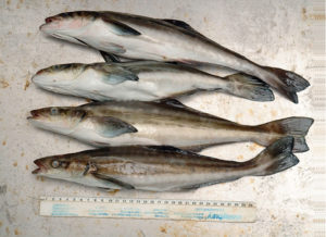 Low-salinity fish production technology can cut costs, aid biosecurity